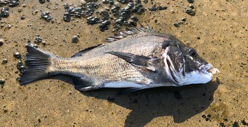 チヌの釣果