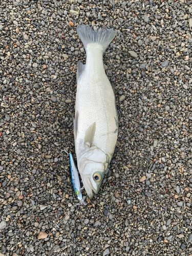 ハネ（ヒラスズキ）の釣果