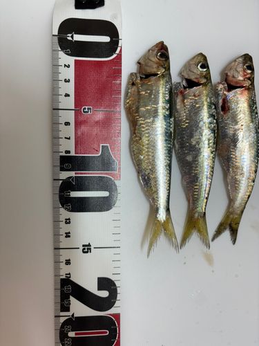 サッパの釣果