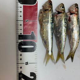 サッパ
