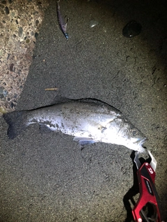 フッコ（ヒラスズキ）の釣果