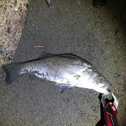 フッコ（ヒラスズキ）