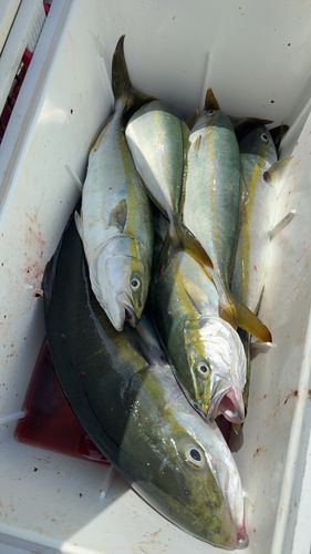 ワラサの釣果