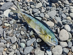シイラの釣果