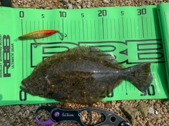 ヒラメの釣果