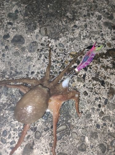 タコの釣果