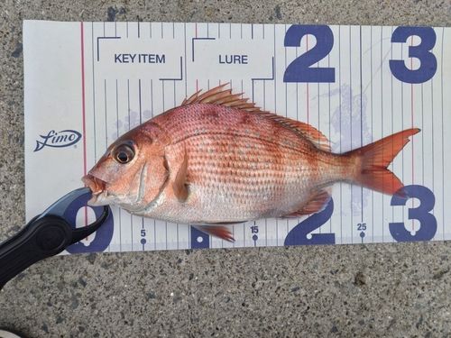 タイの釣果