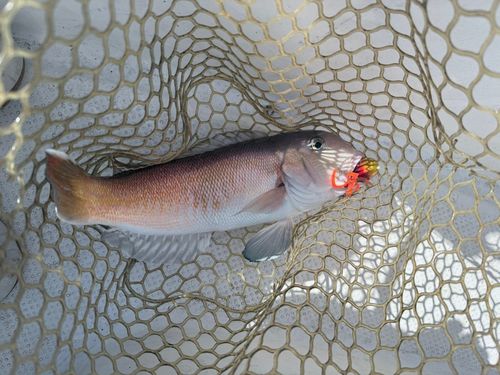 アカアマダイの釣果