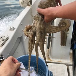 タイ