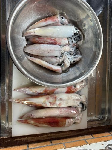ケンサキイカの釣果
