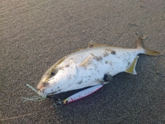 ショゴの釣果