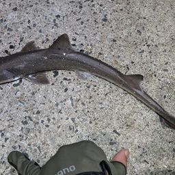 シロザメ