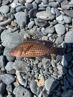 オオモンハタの釣果
