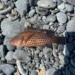 オオモンハタ