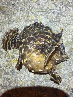 釣果