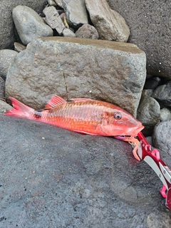 オジサンの釣果