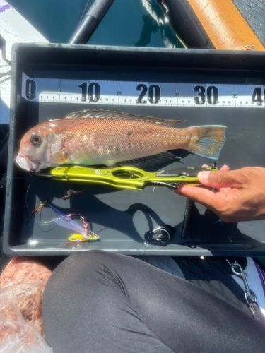 アマダイの釣果