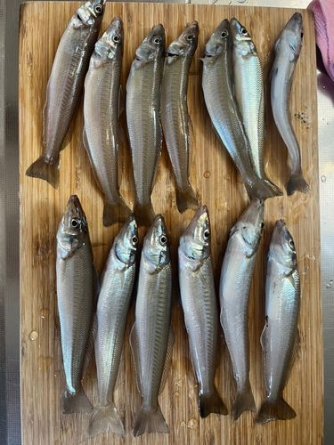 シロギスの釣果