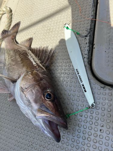 アラの釣果