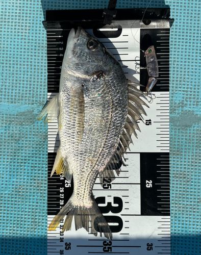 キビレの釣果