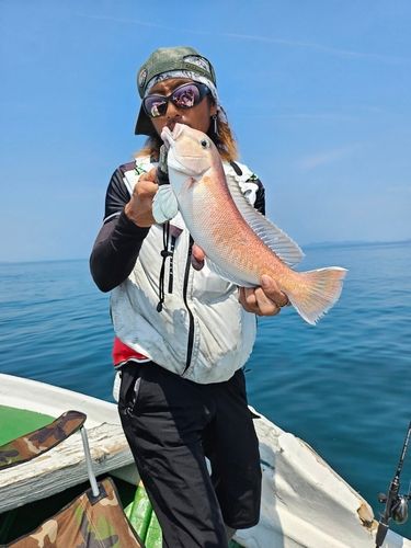 シロアマダイの釣果