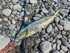 シイラの釣果