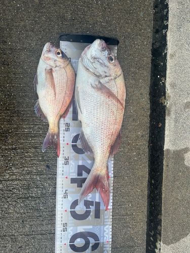 マダイの釣果