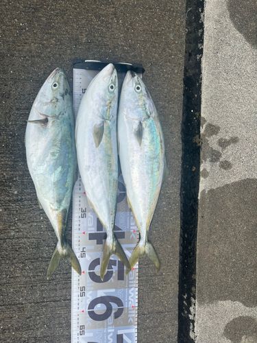 イナダの釣果