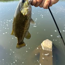 スモールマウスバス