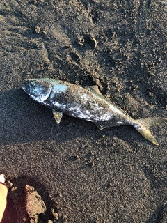 ワカシの釣果