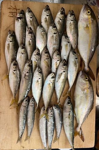 ショゴの釣果