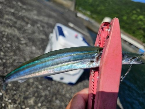 ヤマトカマスの釣果