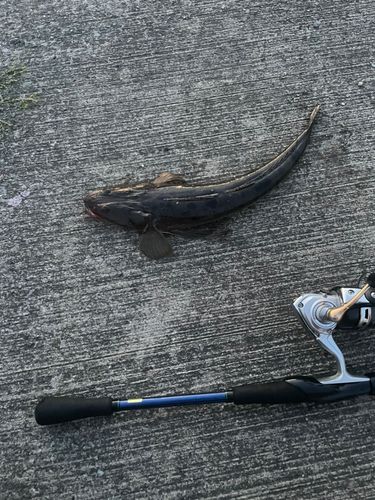 マゴチの釣果