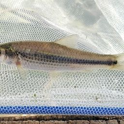 タモロコ