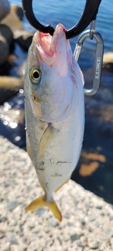 ツバスの釣果