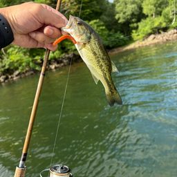 ラージマウスバス