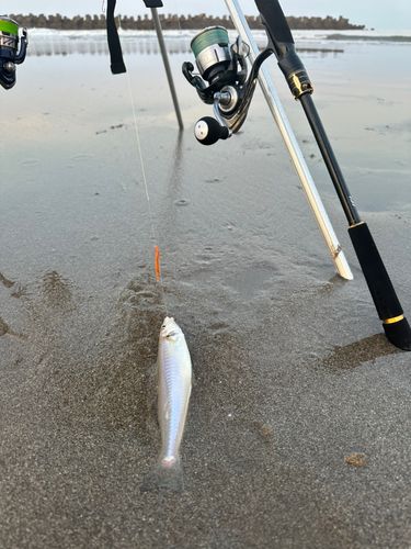 シロギスの釣果