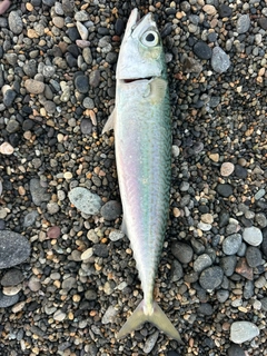 マサバの釣果