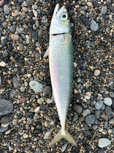 マサバの釣果