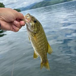 スモールマウスバス