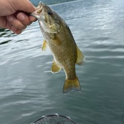 スモールマウスバス