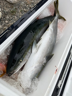 ブリの釣果
