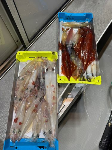 ケンサキイカの釣果