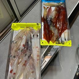 ケンサキイカ