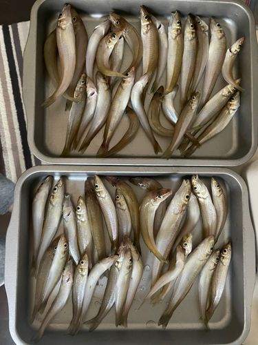 シロギスの釣果