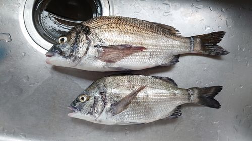 クロダイの釣果