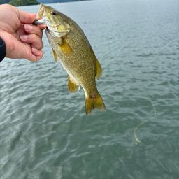 スモールマウスバス