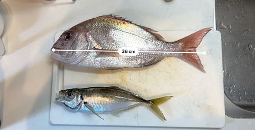 タイの釣果