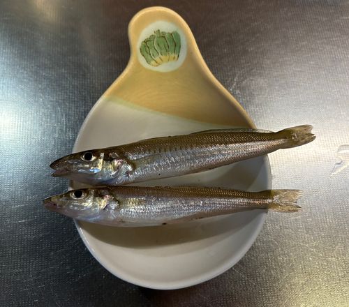 ワカシの釣果