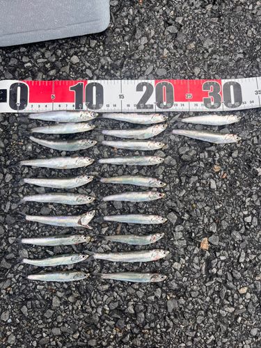 カタクチイワシの釣果